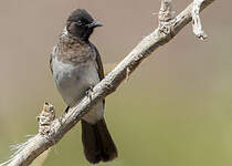 Bulbul somalien