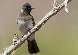 Somali Bulbul