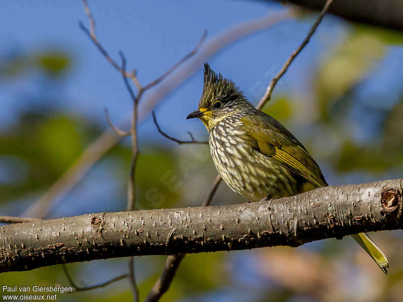 Bulbul striéadulte, identification