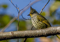 Bulbul strié