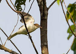 Spotted Greenbul