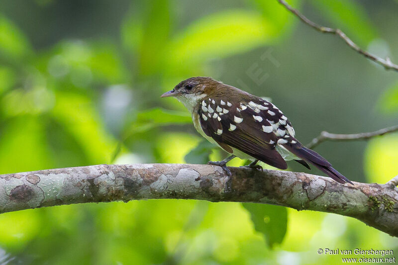 Bulbul tacheté