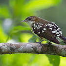 Bulbul tacheté