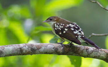 Bulbul tacheté