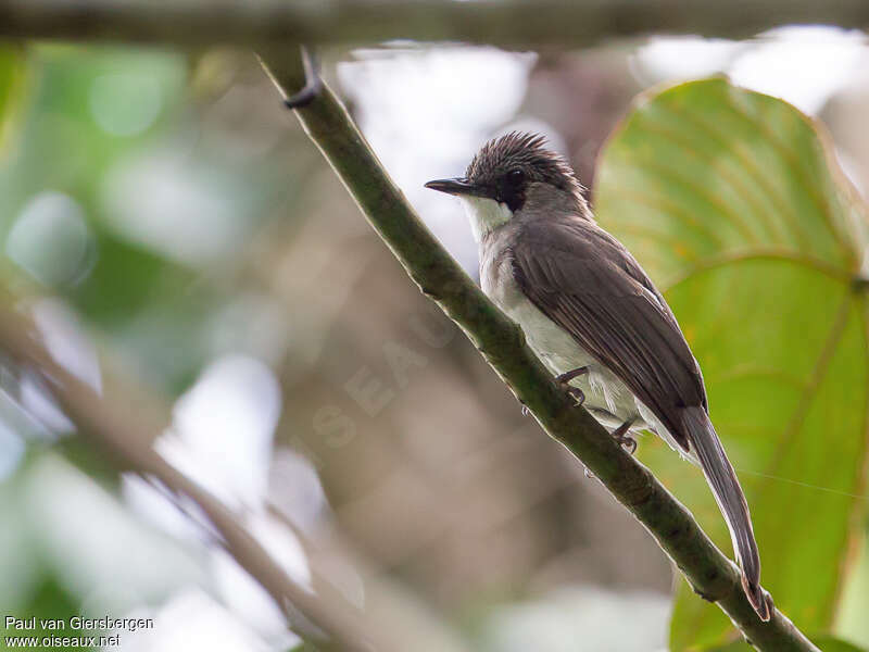 Cinereous Bulbuladult, identification