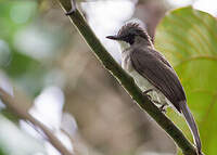 Bulbul terreux