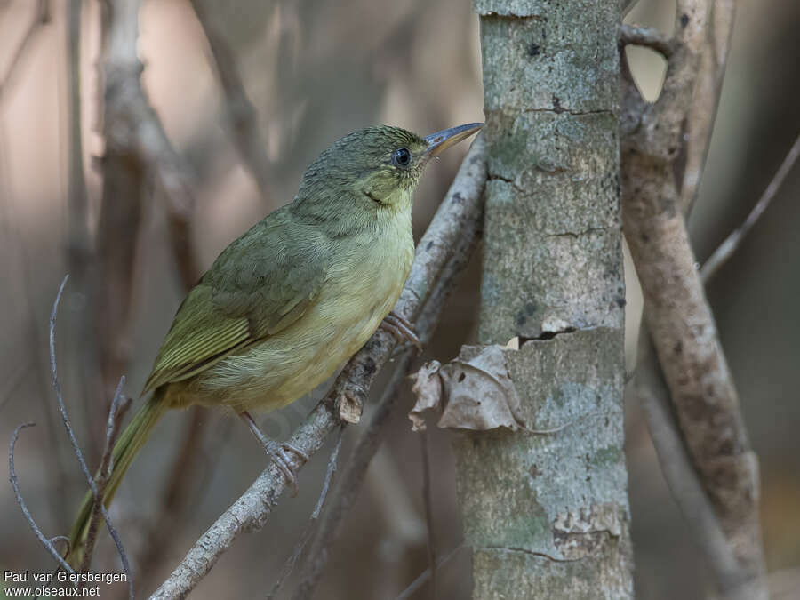 Long-billed Bernieriaadult