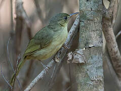 Long-billed Bernieria