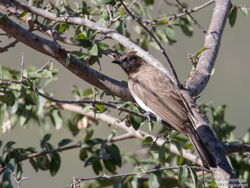 Bulbul tricolore