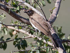 Dark-capped Bulbul