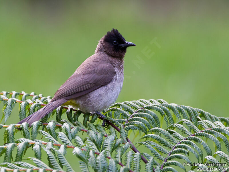 Dark-capped Bulbul