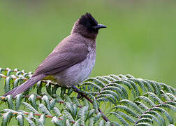 Dark-capped Bulbul