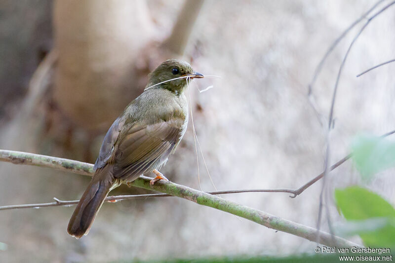 Bulbul verdâtreadulte