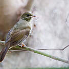 Bulbul verdâtre