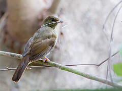 Little Greenbul