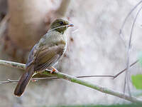 Bulbul verdâtre