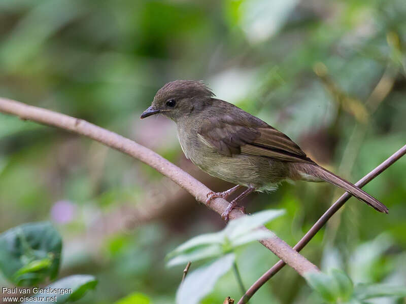 Little Greenbuladult, identification