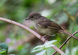 Bulbul verdâtre