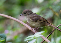 Bulbul verdâtre