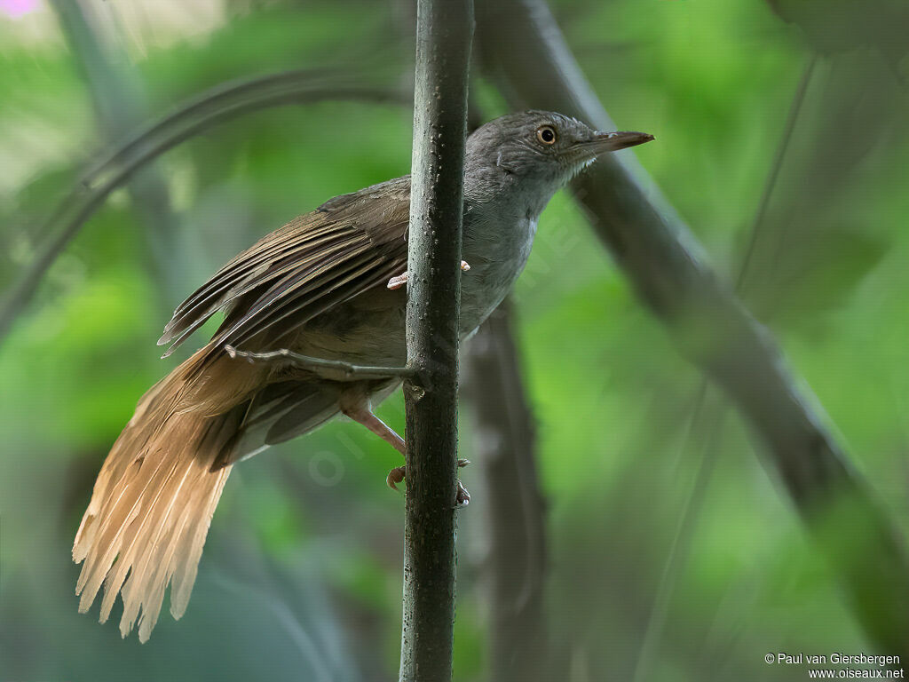 Bulbul vert-olive