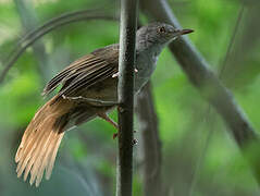 Grey-olive Greenbul