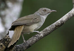 Grey-olive Greenbul