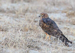 Montagu's Harrier