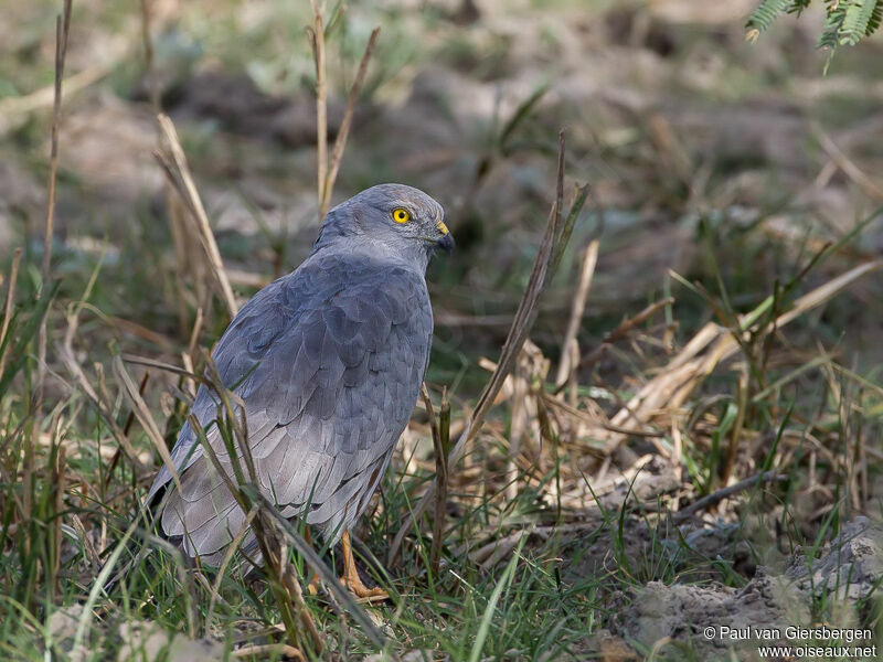 Montagu's Harrier