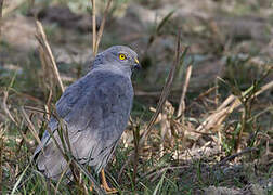 Montagu's Harrier