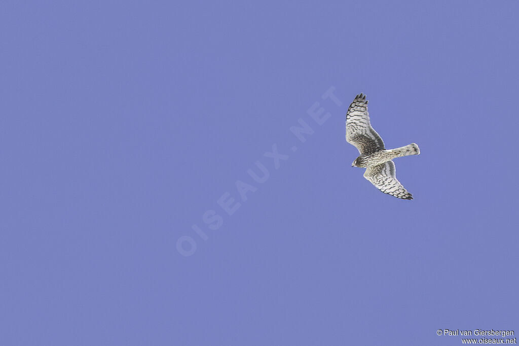 Northern Harrieradult