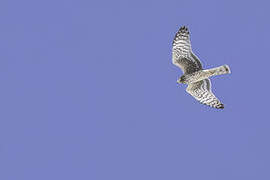 Northern Harrier