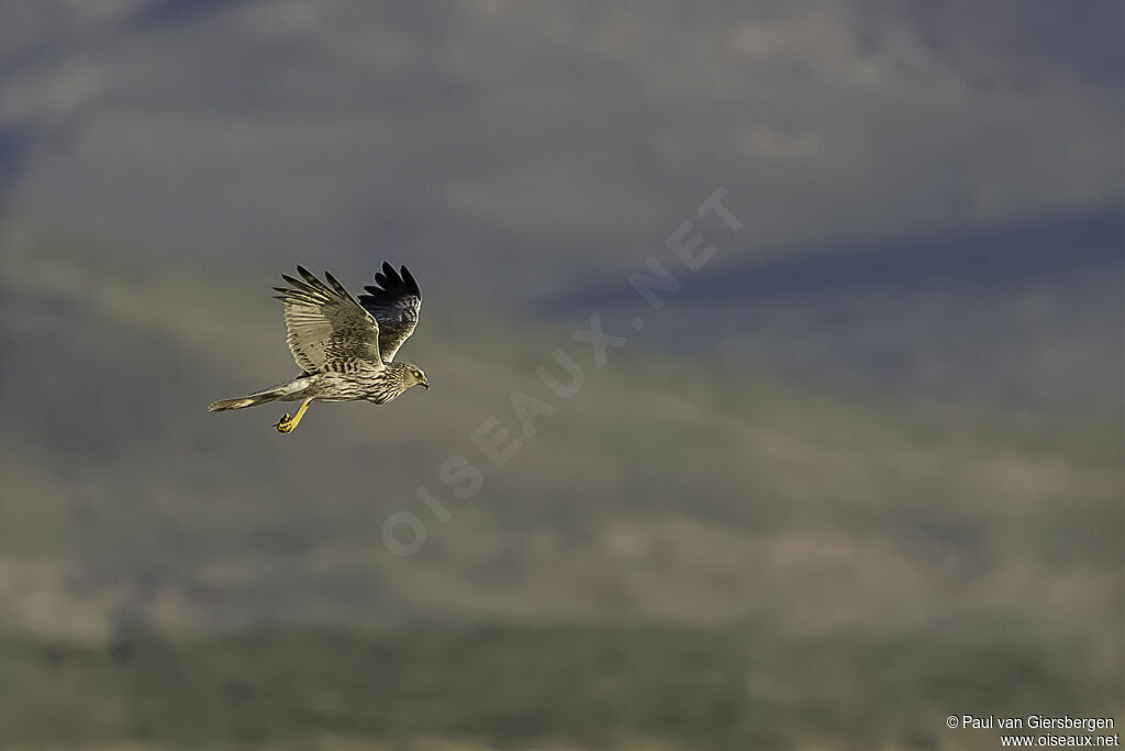 Eastern Marsh Harrier male immature