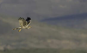 Eastern Marsh Harrier