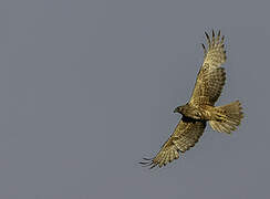 Eastern Marsh Harrier