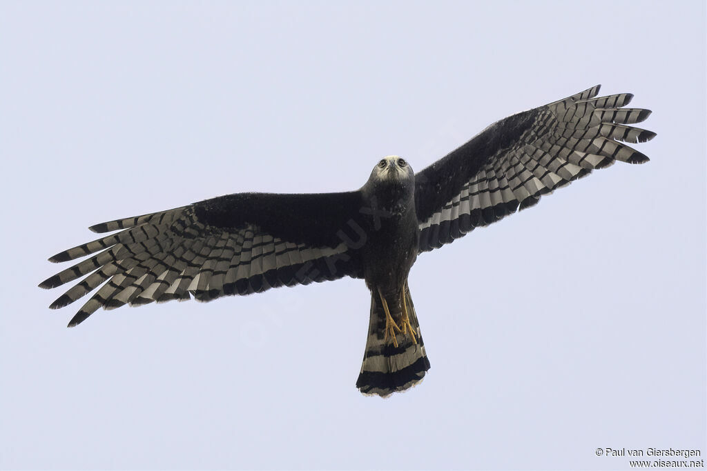 Long-winged Harrier female adult