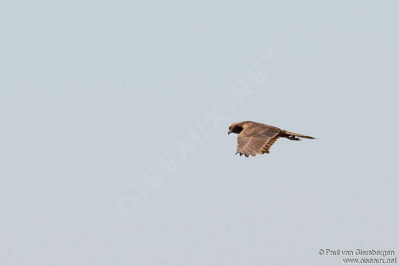 Swamp Harrier