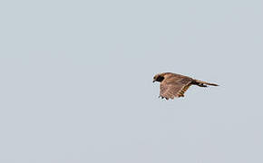 Swamp Harrier