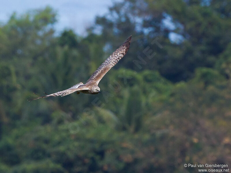 Malagasy Harrier female adult