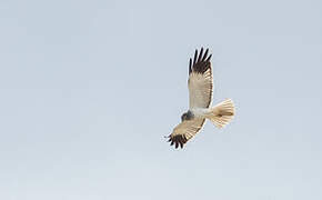 Malagasy Harrier