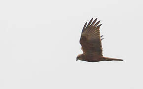 Western Marsh Harrier