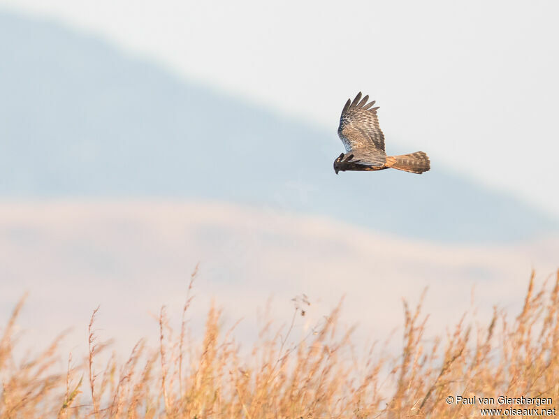 African Marsh Harrier