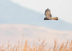 African Marsh Harrier