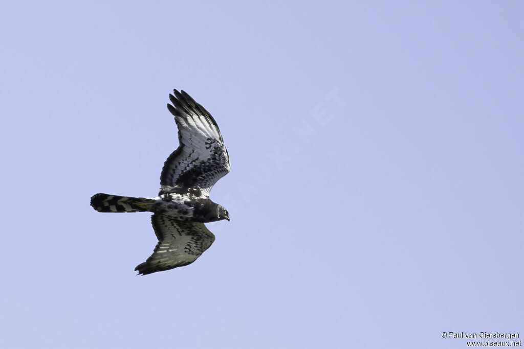 Black Harrieradult