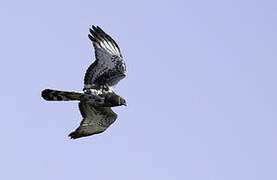 Black Harrier