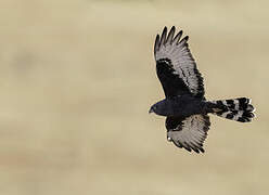 Black Harrier