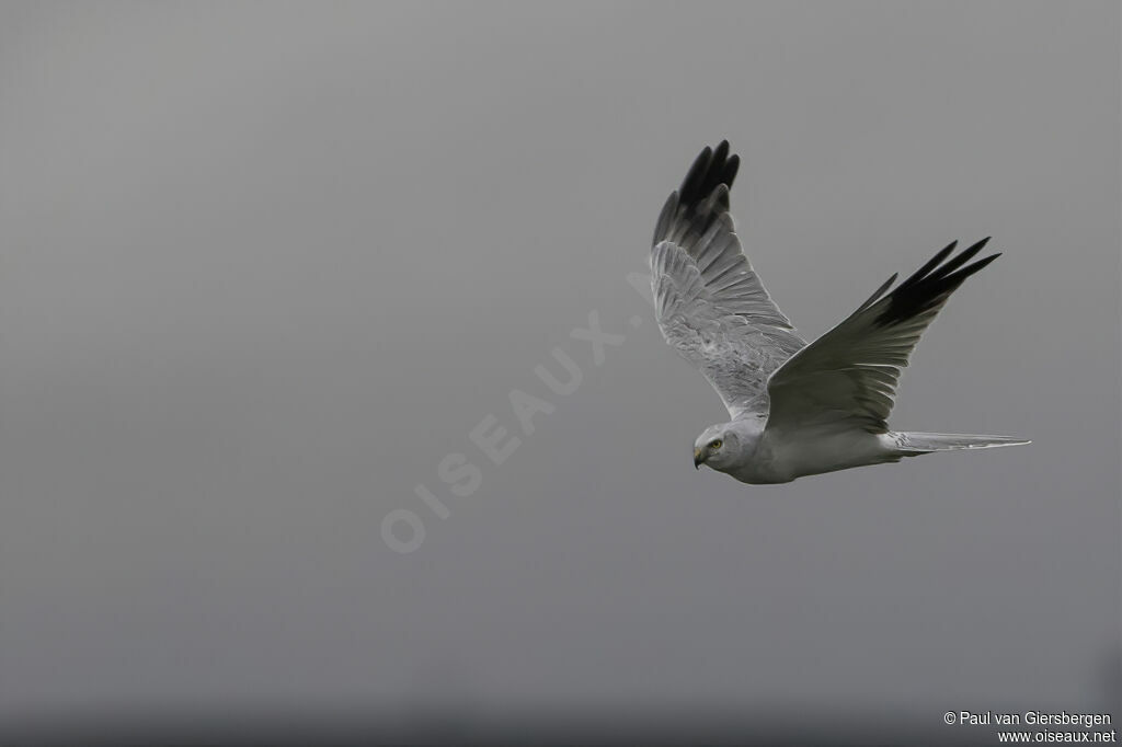 Pallid Harrier male adult