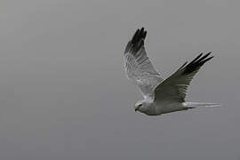 Pallid Harrier