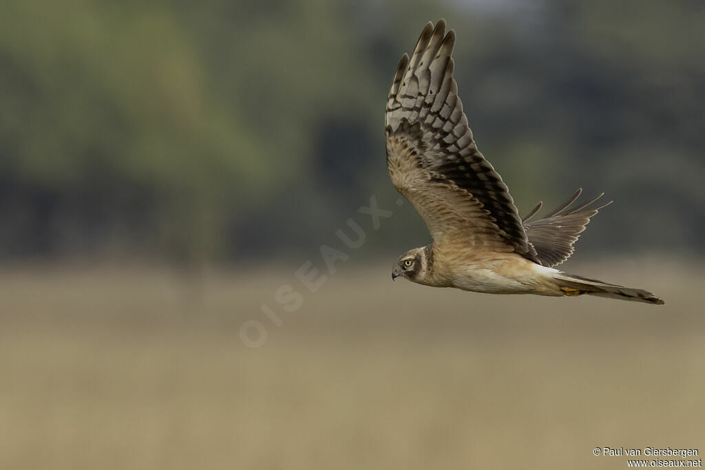 Busard pâle femelle adulte