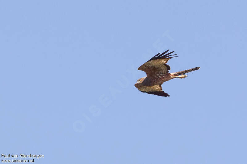 Spotted Harrier