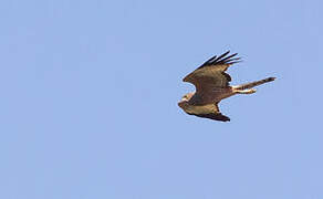 Spotted Harrier